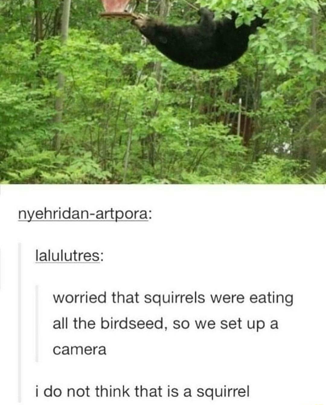 nyehridan artpora lalulutres worried that squirrels were eating all the birdseed so we set up a camera i do not think that is a squirrel