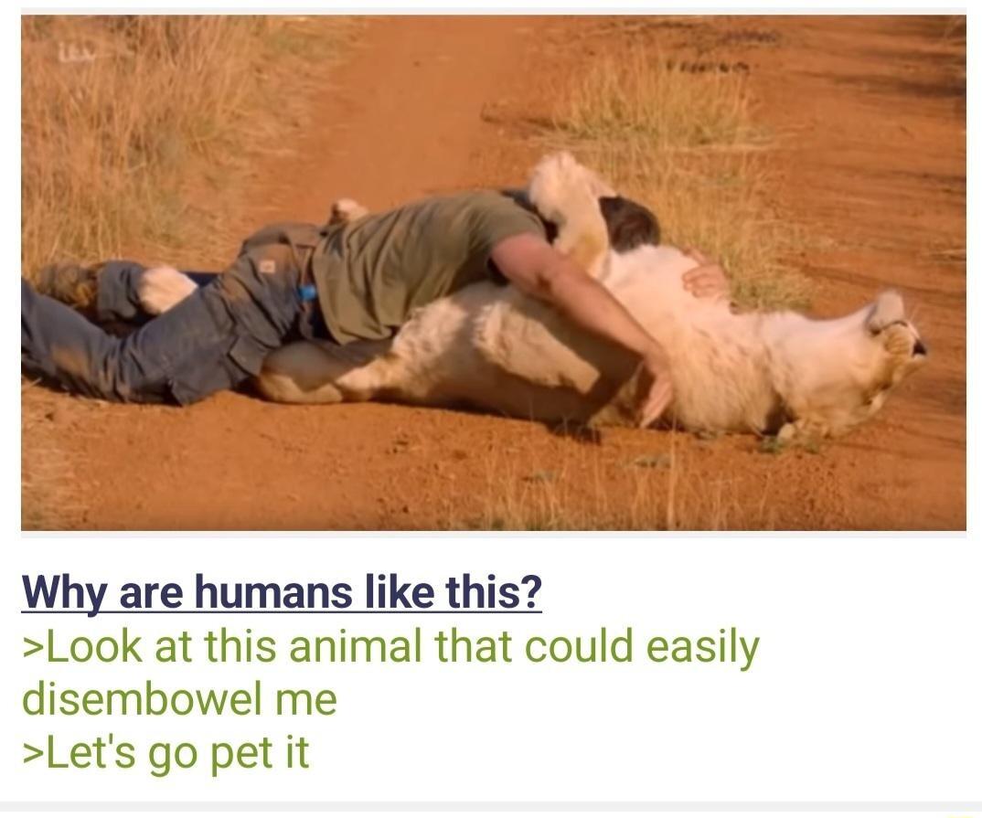 Why are humans like this Look at this animal that could easily disembowel me Lets go pet it