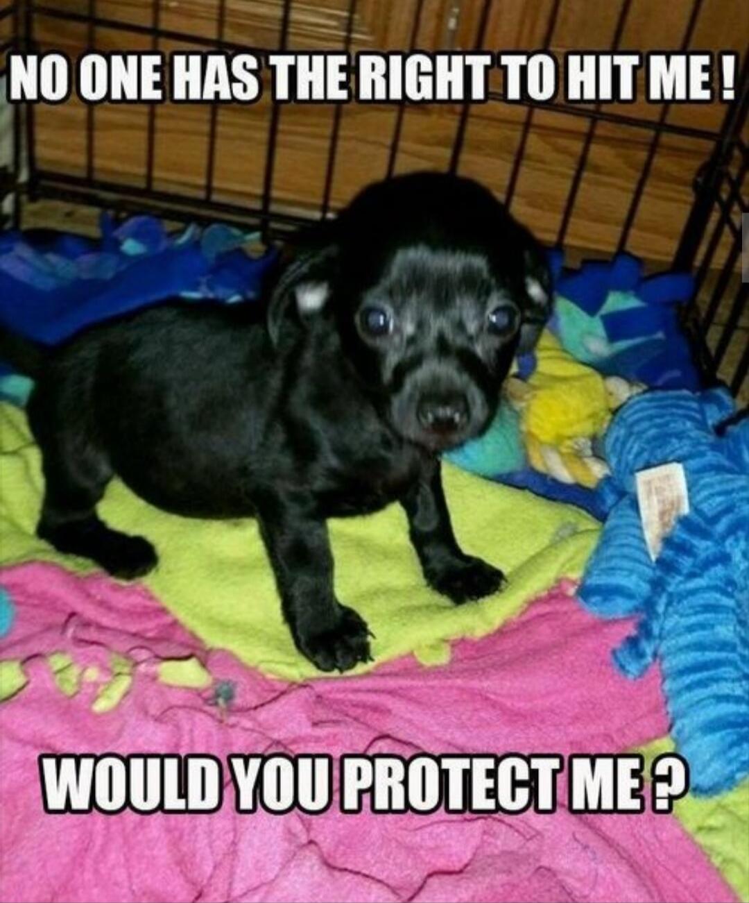 NO ONE HAS THE RIGHT TO HIT ME! WOULD YOU PROTECT ME?