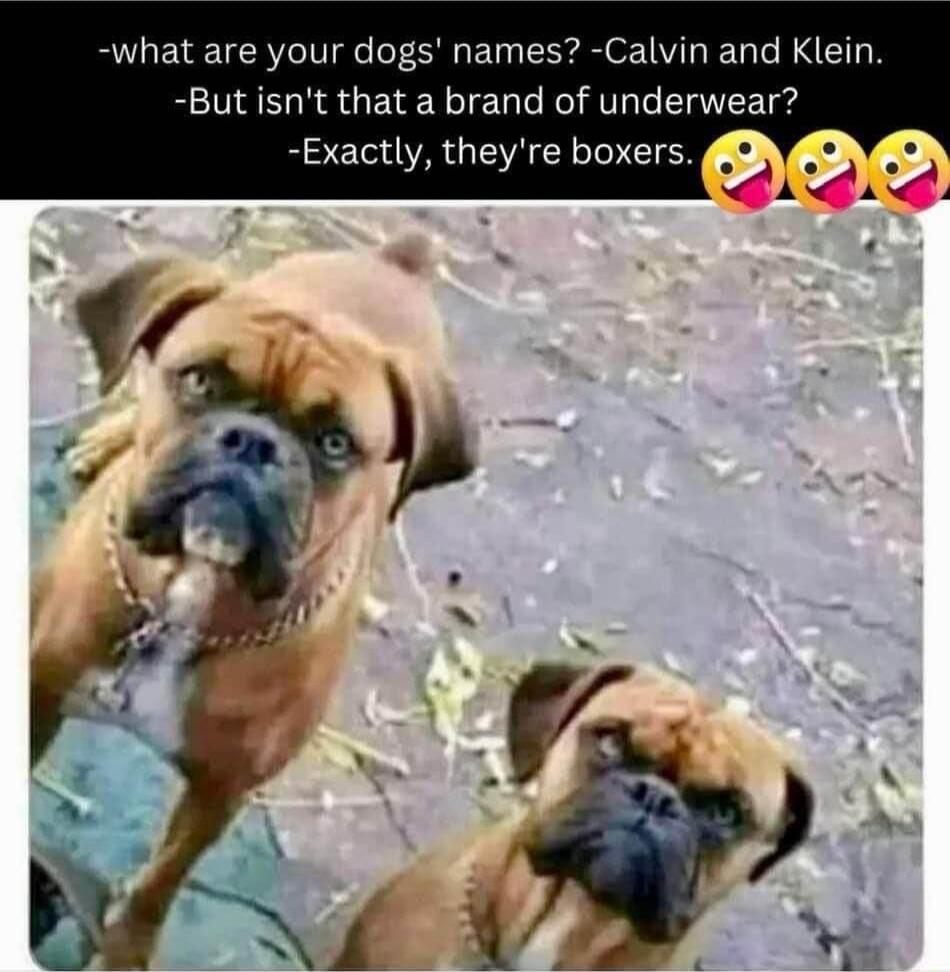 what are your dogs names Calvin and Klein Butisnt that a brand of underwear Exactly theyre boxers