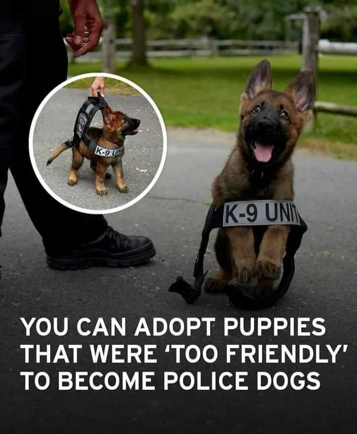 YOU CAN ADOPT PUPPIES THAT WERE TOO FRIENDLY el 1 3ee V3 o7 of 3 le e
