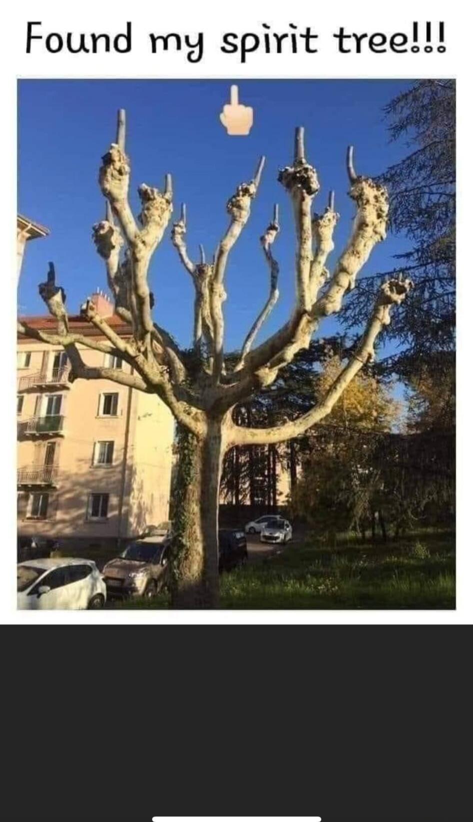 Found my spirit tree!!!