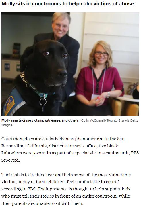 Molly sits in courtrooms to help calm victims of abuse ja Getty Molly assists crime victims witnesses and others Coiin icConnelyToronto S Images Courtroom dogs are a relatively new phenomenon In the San Bernardino California district attorneys office two black Labradors were swom in as part of a special victims canine unit PBS reported Their job is to reduce fear and help some of the most vulnerab
