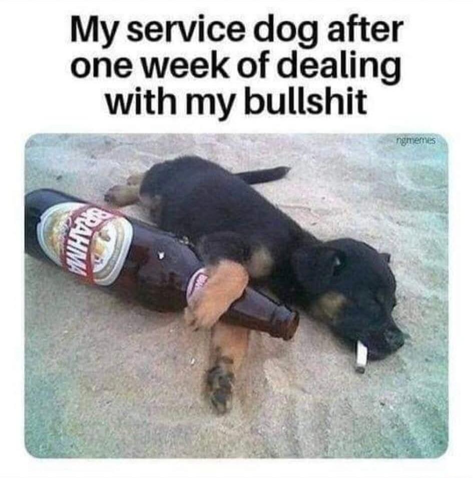 My service dog after one week of dealing with my bullshit. ngmemes.