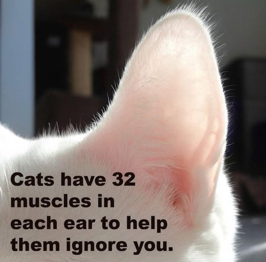 Cats have 32 muscles in each ear to help them ignore you.