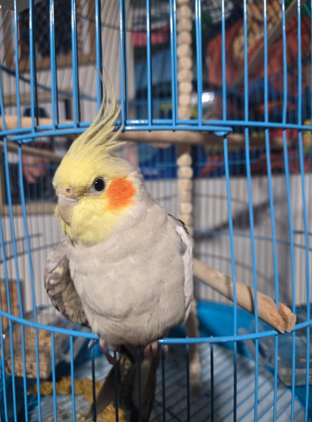 Cockatiel with a yellow crest and orange cheeks perched inside a blue cage; gray body and white wings.