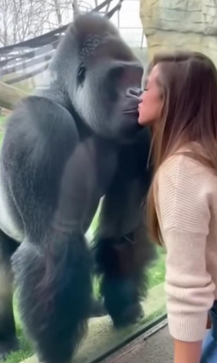 A woman kisses a large gorilla through a glass barrier.