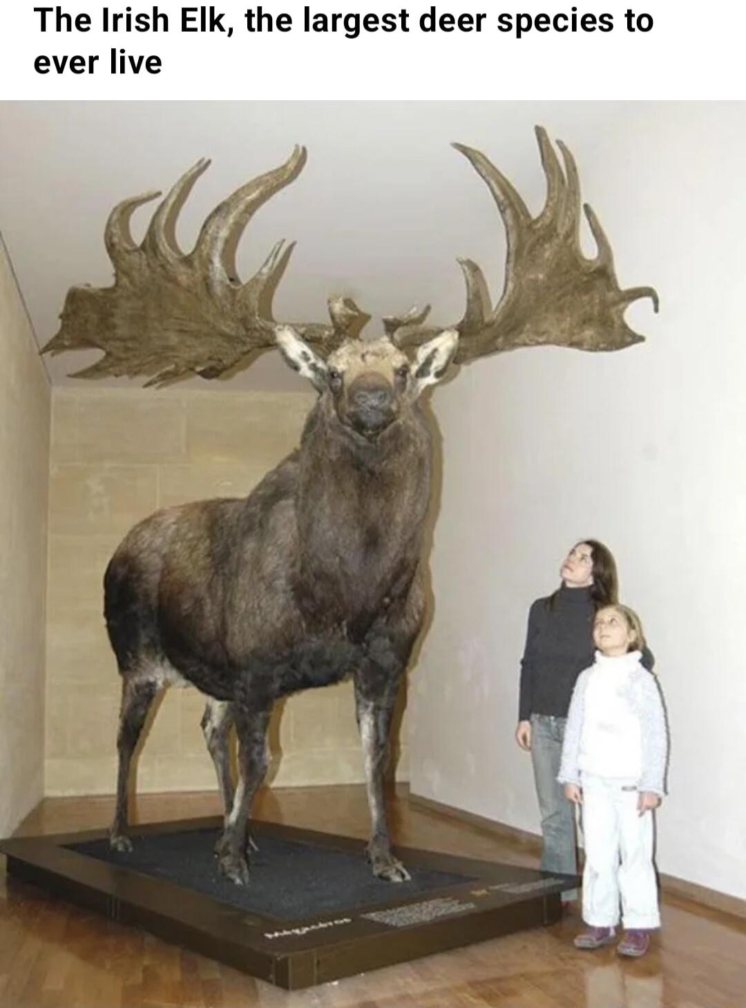 The Irish Elk the largest deer species to ever live