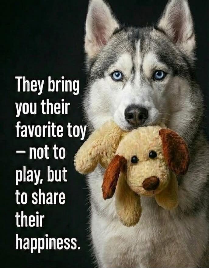 They bring you their favorite toy - not to play, but to share their happiness.