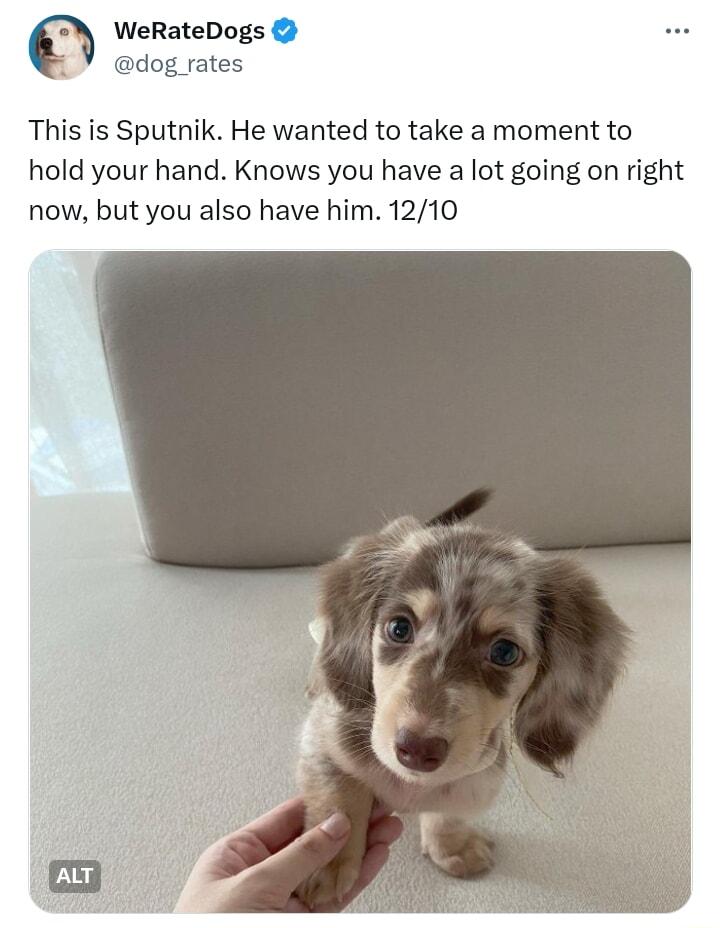 WeRateDogs dog rates This is Sputnik He wanted to take a moment to hold your hand Knows you have a lot going on right now but you also have him 1210