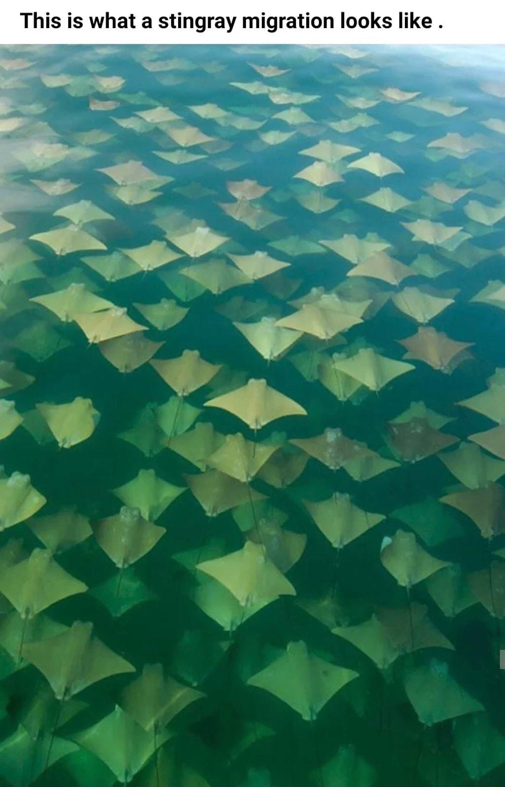 s i s s 8 c 8 5 g 5 2 2