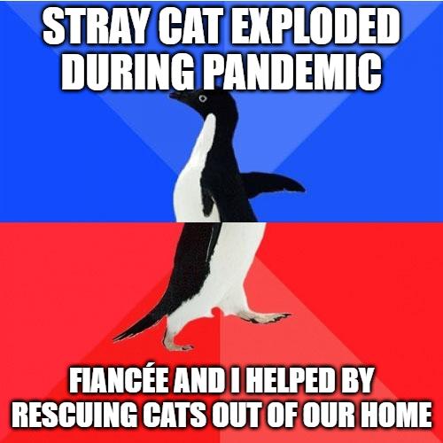 STRAY GAT EXPLODED DURING PANDEMIC A FIANCEE AND HELPED BY RESCUING CATS OUTOF OUR HOME