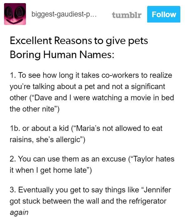 biggest gaudiest p tumblr Excellent Reasons to give pets Boring Human Names 1 To see how long it takes co workers to realize youre talking about a pet and not a significant other Dave and were watching a movie in bed the other nite 1b or about a kid Marias not allowed to eat raisins shes allergic 2 You can use them as an excuse Taylor hates it when get home late 3 Eventually you get to say things 