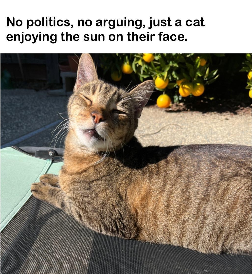 No politics no arguing just a cat enjoying the sun on their face the_pizzacat
