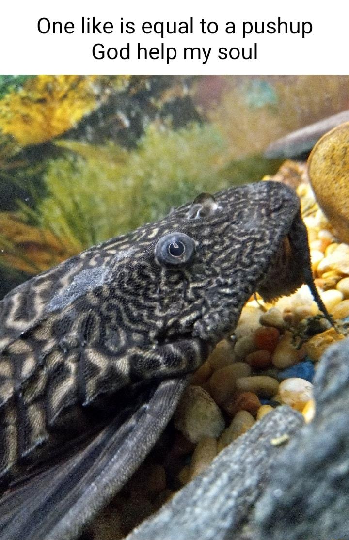 One like is equal to a pushup God help my soul 5 o