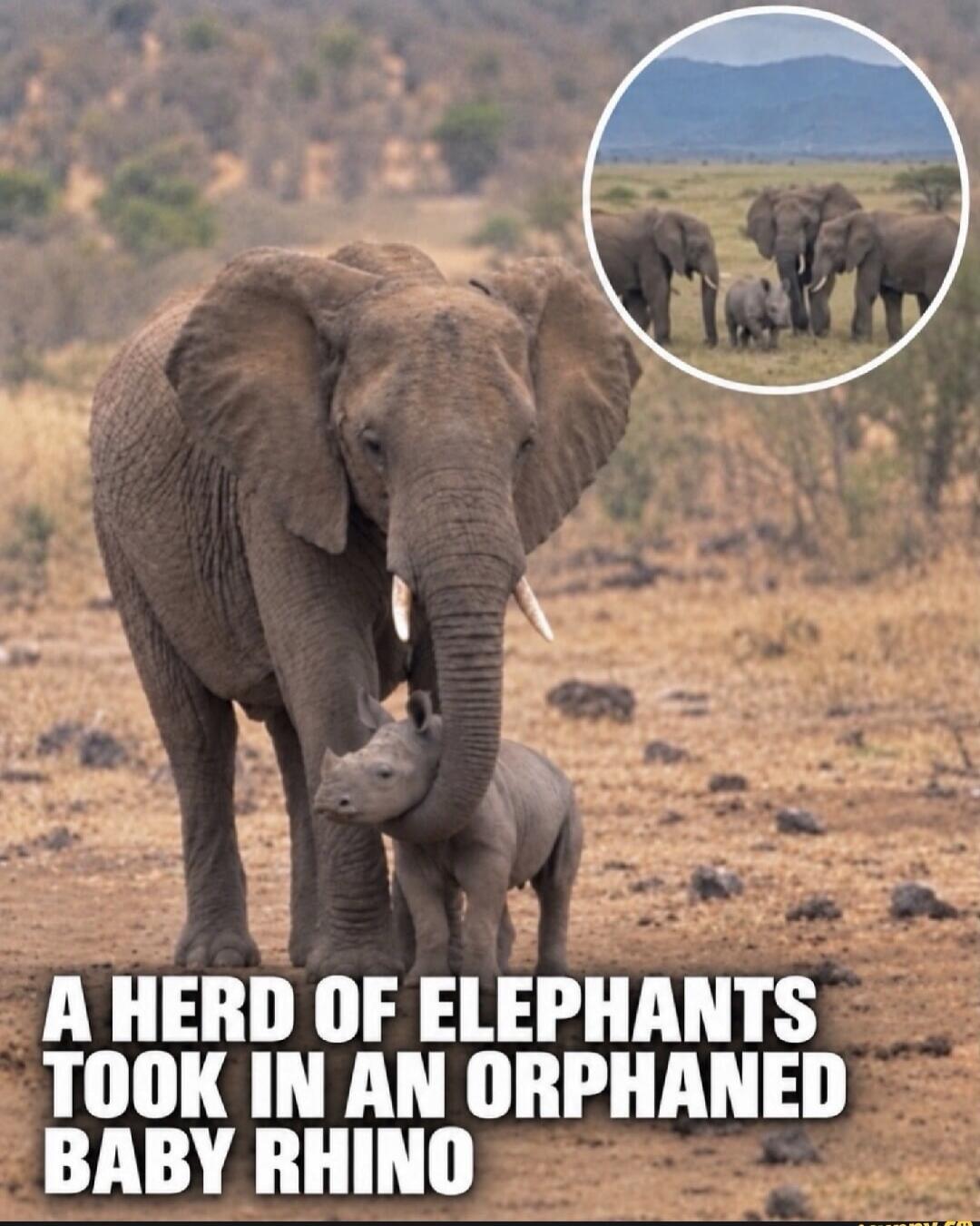 A HERD OF ELEPHANTS TOOK IN AN ORPHANED BABY RHINO