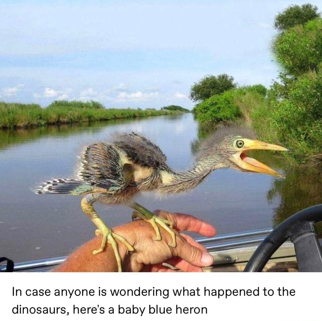 In case anyone is wondering what happened to the dinosaurs heres a baby blue heron