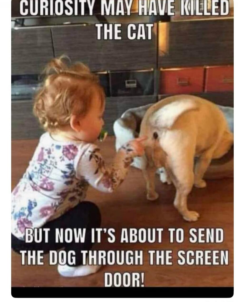 CURIOSITY MAY HAVE KILLED THE CAT BUT NOW IT'S ABOUT TO SEND THE DOG THROUGH THE SCREEN DOOR!