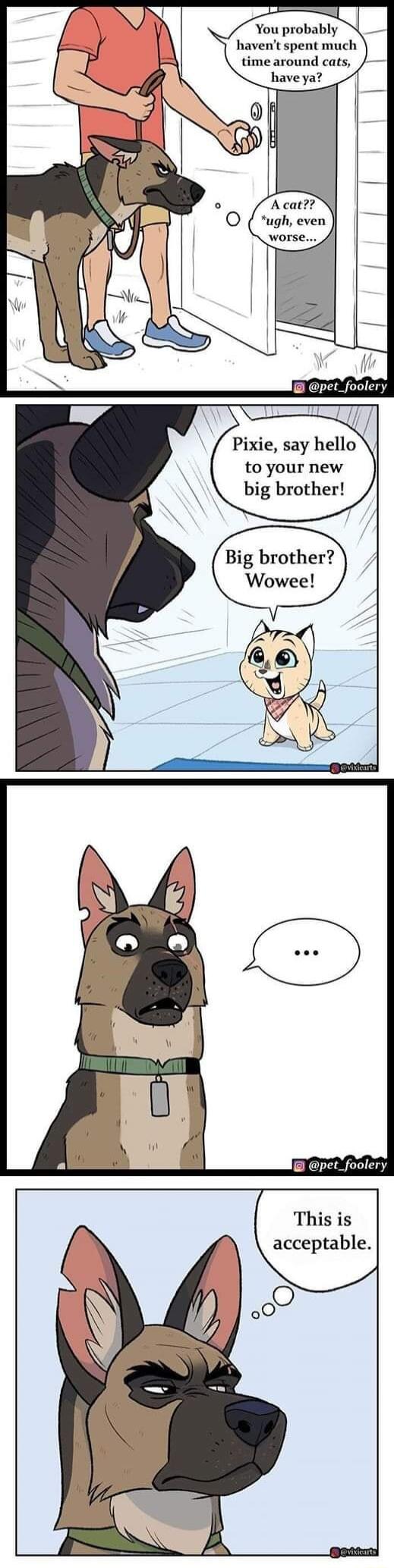 prob tspent much time around cats have ya pet_foolery Pixie say hello to your new big brother Big brother Wowee This is acceptable