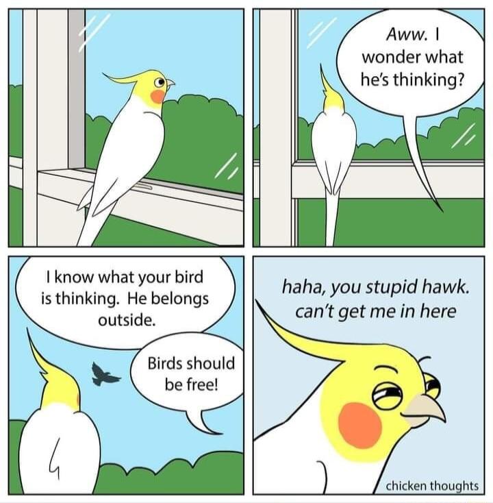 Aww wonder what hes thinking L 1 know what your bird is thinking He belongs outside Birds should be free haha you stupid hawk cant get me in here