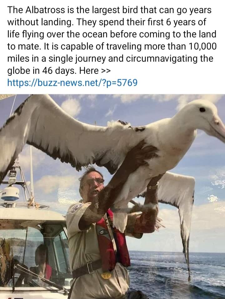 The Albatross is the largest bird that can go years without landing They spend their first 6 years of life flying over the ocean before coming to the land to mate It is capable of traveling more than 10000 miles in a single journey and circumnavigating the globe in 46 days Here httpsbuzz newsnetp5769