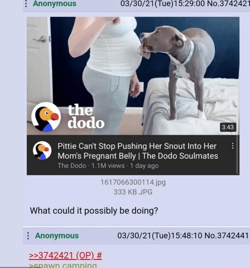 Anonymous 033021Tue152900 No3742421 Pittie Cant Stop Pushing Her Snout Into Her Monms Pregnant Belly The Dodo Soulmates The Dodo 11M 1 day What could it possibly be doing i Anonymous 033021Tue154810 No3742441