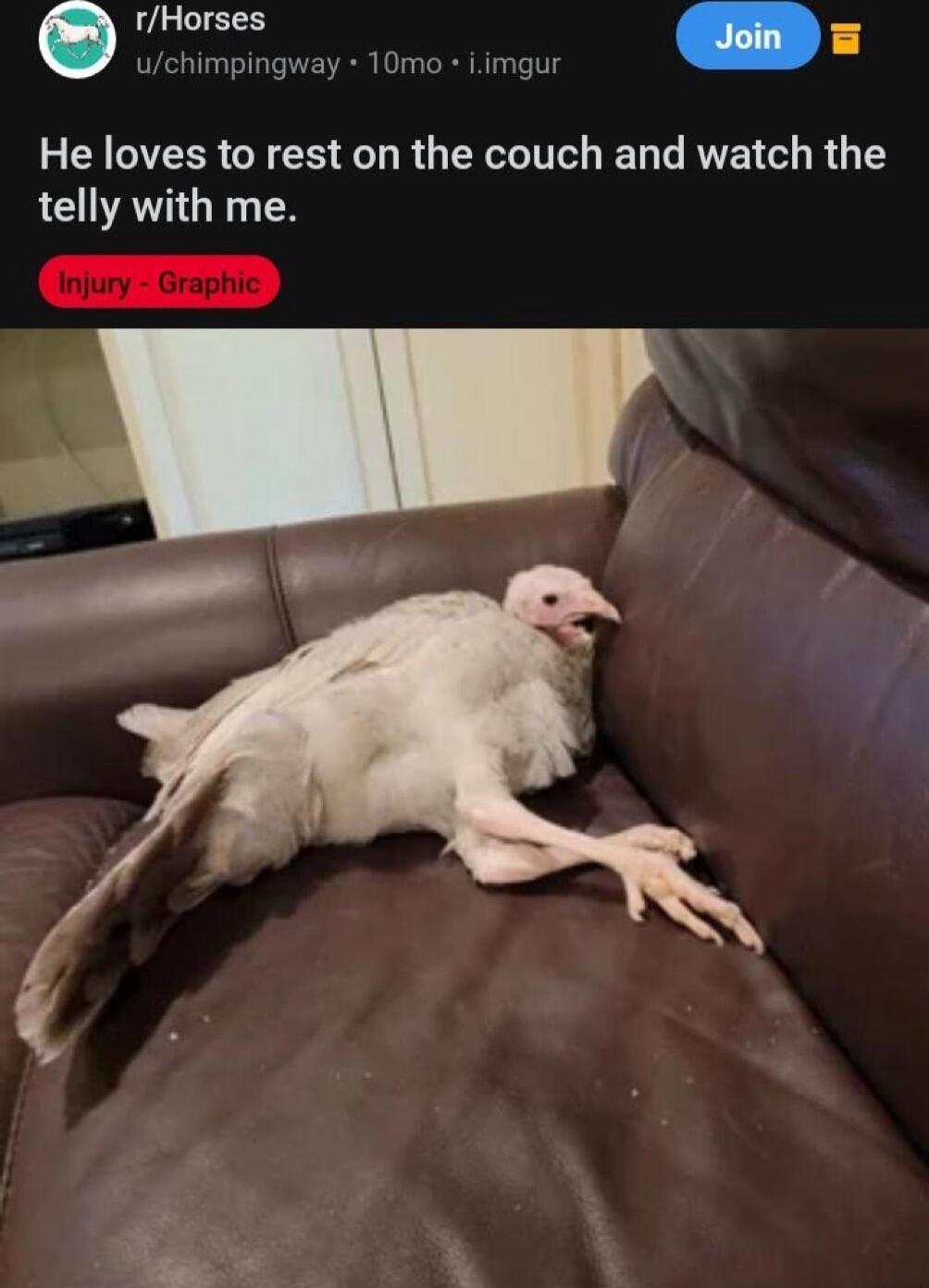 rHorses 0 gway 10mo iimgur He loves to rest on the couch and watch the telly with me