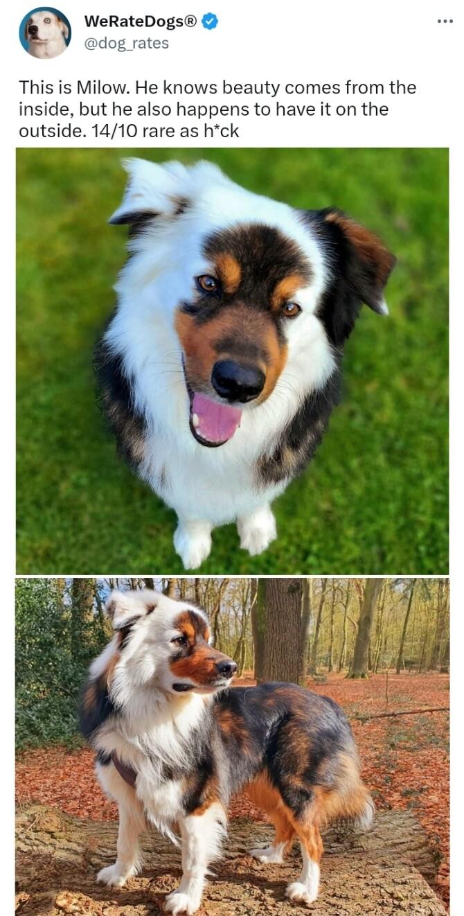 WeRateDogs This is Milow He knows beauty comes from the inside but he also happens to have it on the outside 1410 rare as hck