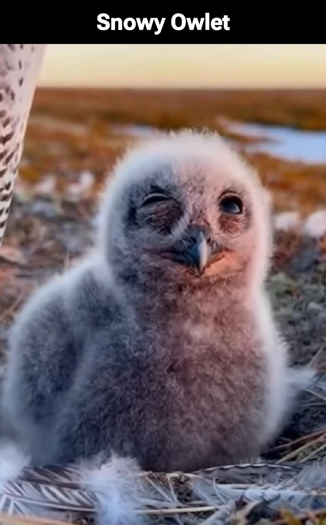 Snowy Owlet