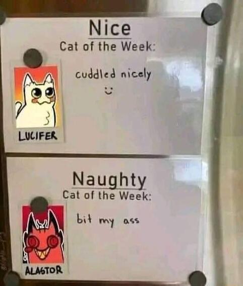 Cat of the Week cvdded nlcely Naughty i Cat of the Week m bid my ass