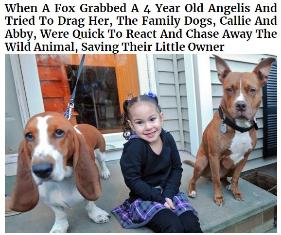 When A Fox Grabbed A 4 Year Old Angelis And Tried To Drag Her The Family Dogs Callie And Abby Were Quick To React And Chase Away The ing Their Little Owner