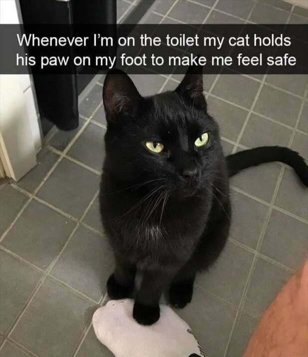 henever Im on the toilet my cat holds is paw on my foot to make me feel safe