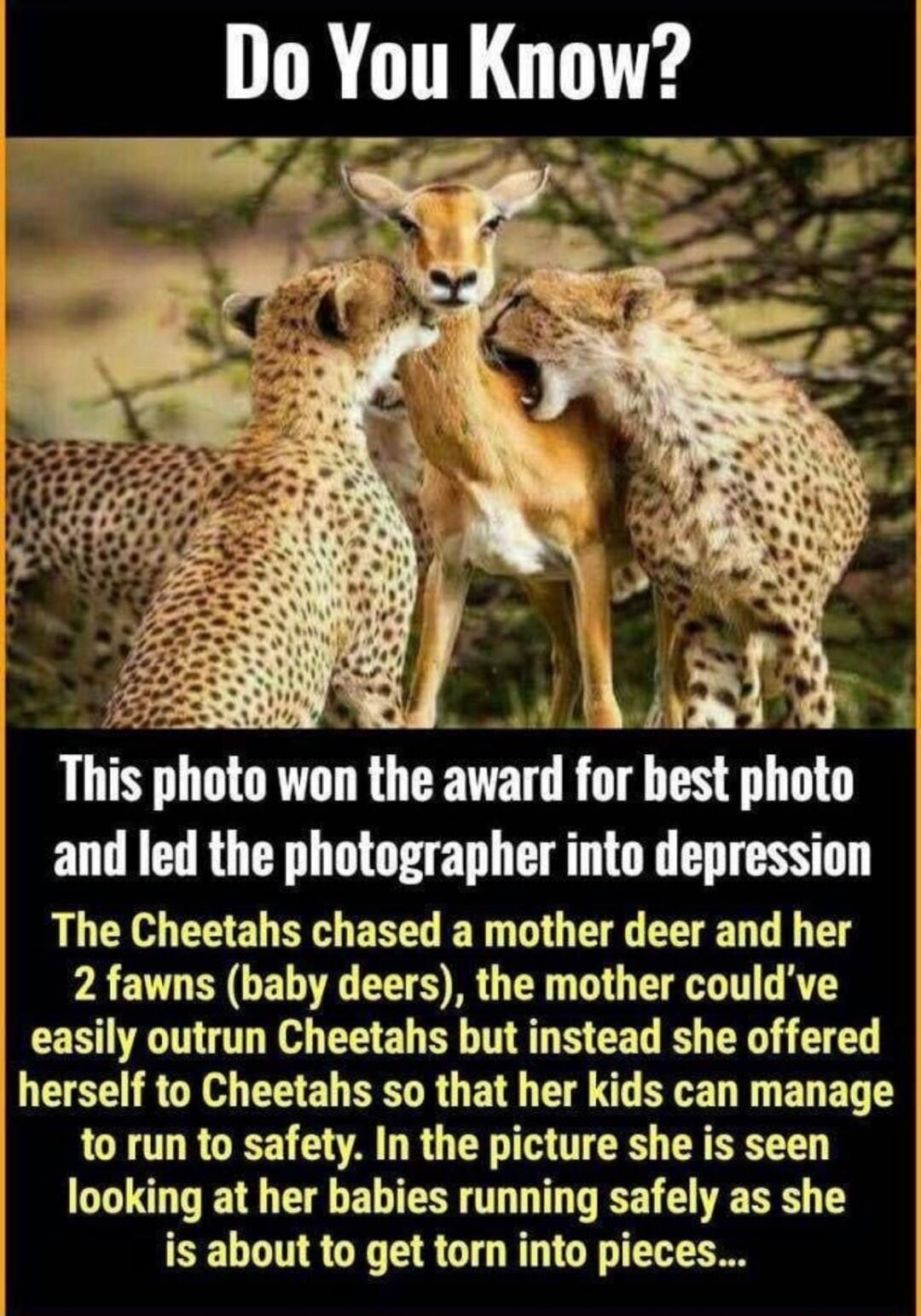 This photo won the award for best photo and led the photographer into depression The Cheetahs chased a mother deer and her 2 fawns baby deers the mother couldve easily outrun Cheetahs but instead she offered herself to Cheetahs so that her kids can manage to run to safety In the picture she is seen looking at her babies running safely as she is about to get torn into pieces