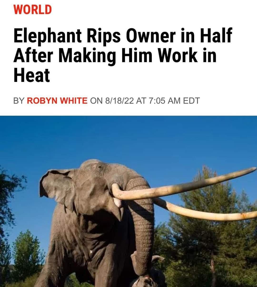 WORLD Elephant Rips Owner in Half After Making Him Work in Heat BY ROBYN WHITE ON 81822 AT 705 AM EDT