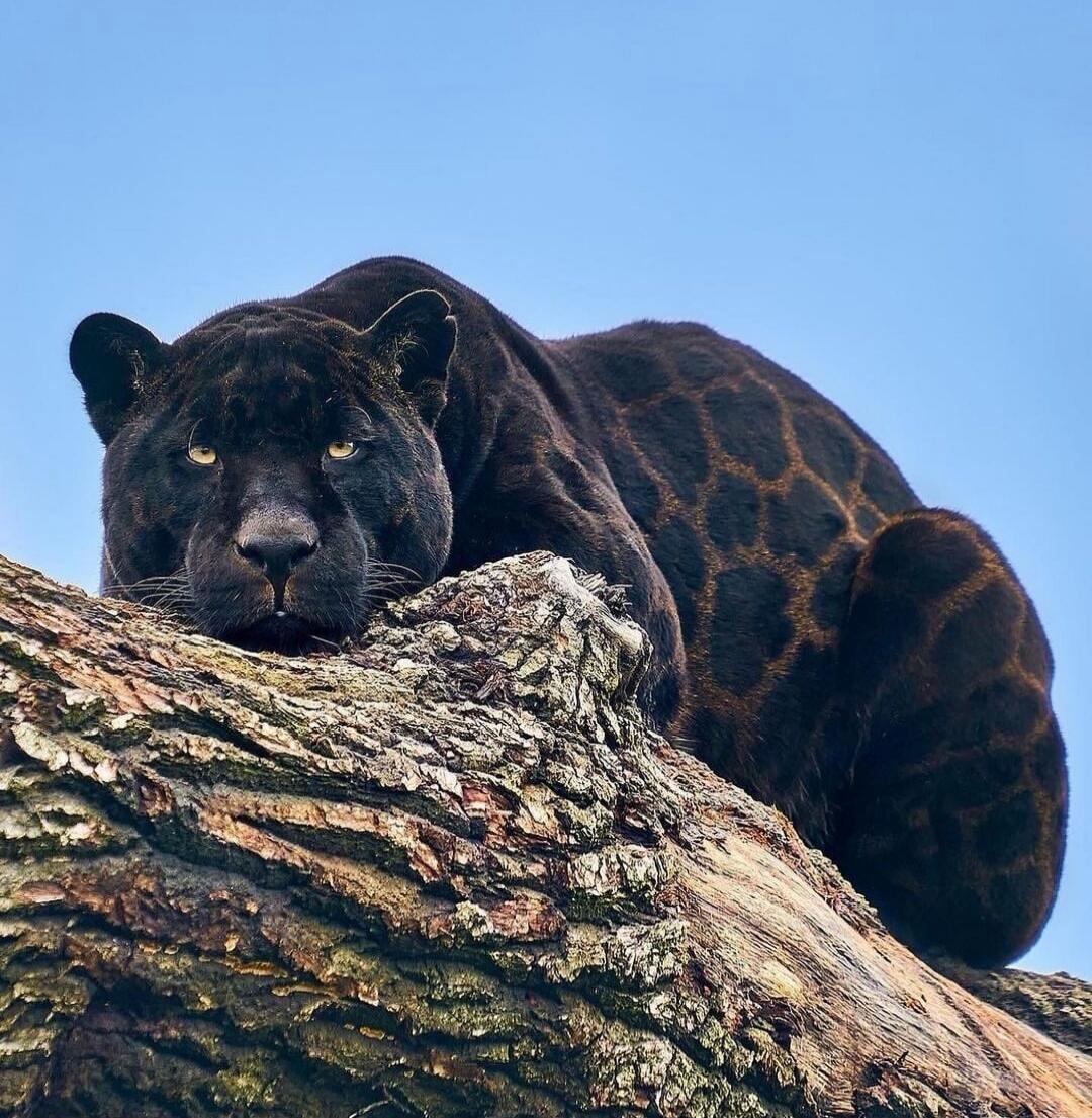 A black panther lounging on a tree branch with a clear blue sky in the background.