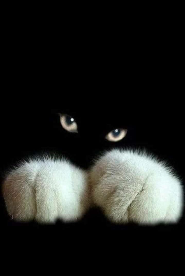 Session ID: 1067102.