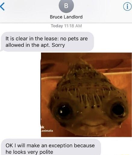B Bruce Landlord Today 1118 AM It is clear in the lease no pets are allowed in the apt Sorry OK will make an exception because he looks very polite