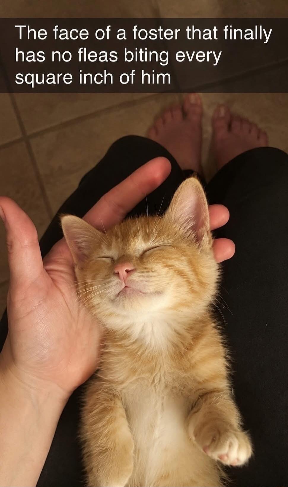 The face of a foster that finally has no fleas biting every square inch of him