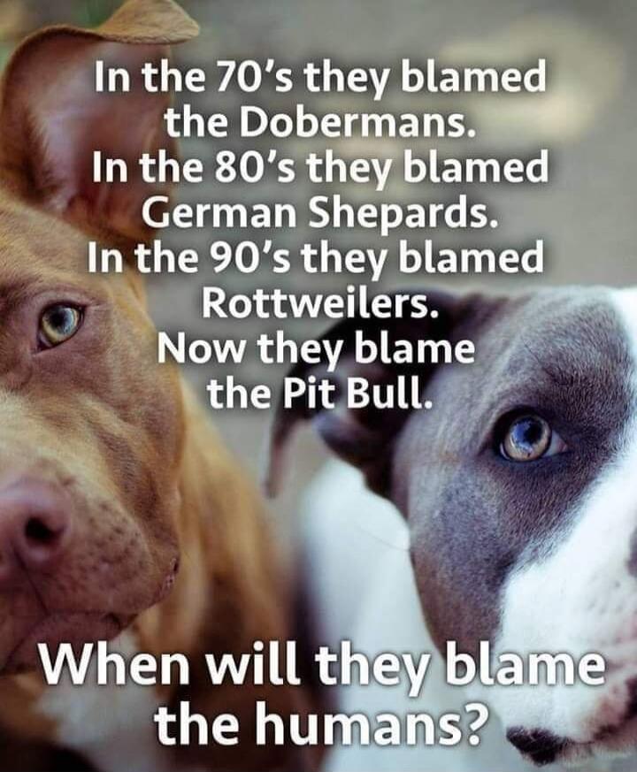 In the 70's they blamed the Dobermans. In the 80's they blamed German Shepards. In the 90's they blamed Rottweilers. Now they blame the Pit Bull. When will they blame the humans?