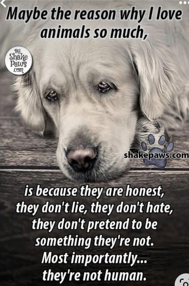 Maybe the reason why I love animals so much, is because they are honest, they don't lie, they don't hate, they don't pretend to be something they're not. Most importantly... they're not human. By Shake Paws .com shakepaws.com