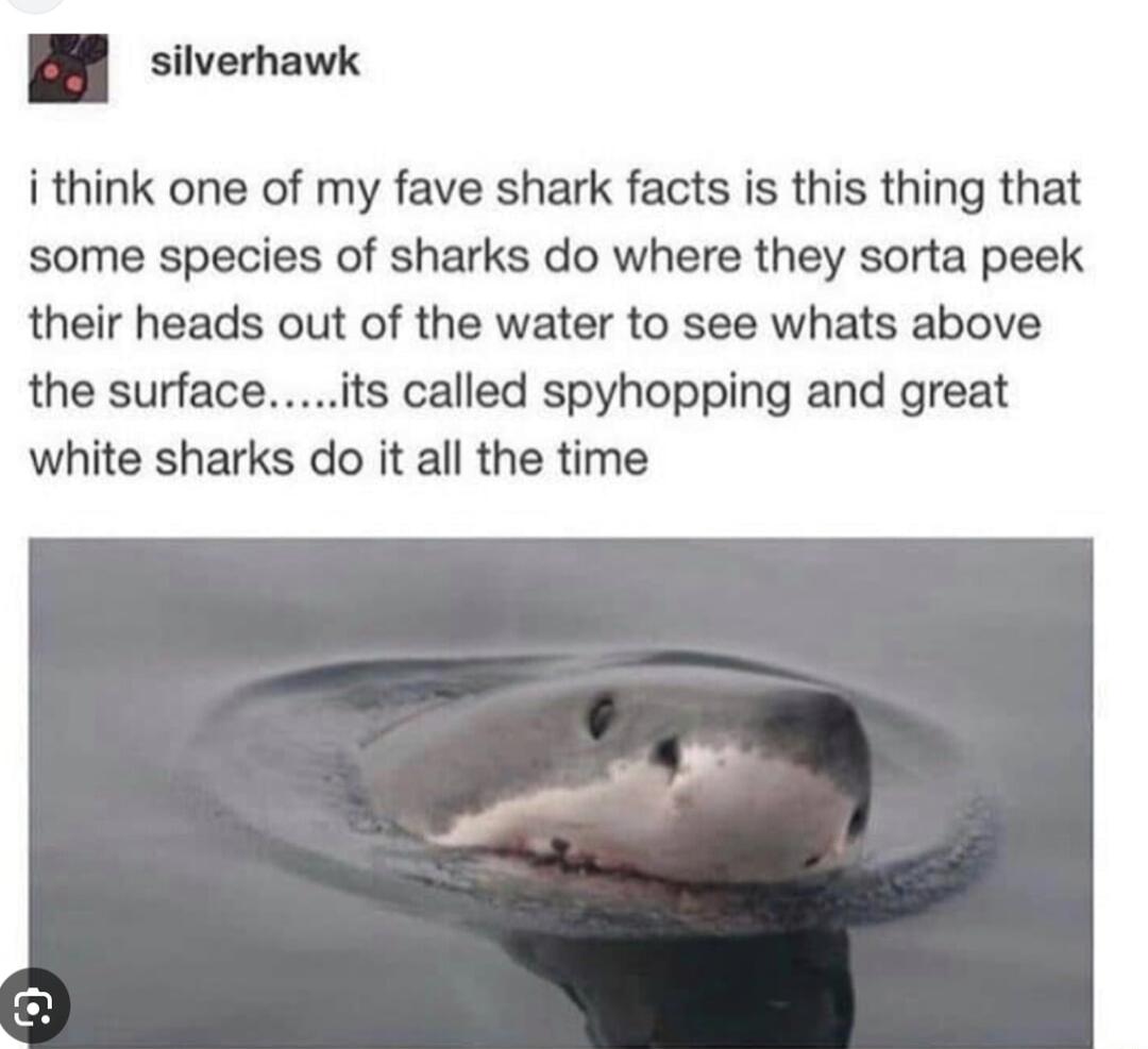 silverhawk i think one of my fave shark facts is this thing that some species of sharks do where they sorta peek their heads out of the water to see whats above the surfaceits called spyhopping and great white sharks do it all the time J