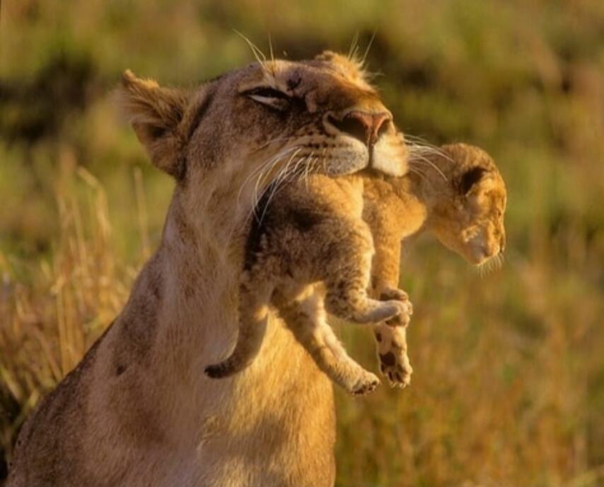A lioness with a prey in her mouth during a hunt.