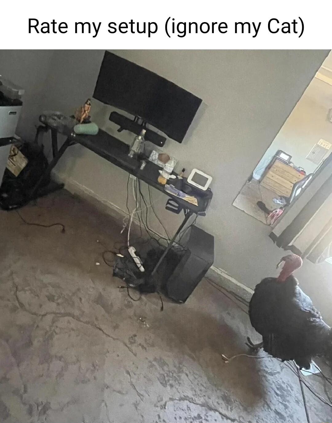 Rate my setup ignore my Cat