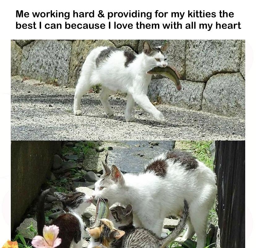 Me working hard providing for my kitties the best can because love them with all my heart