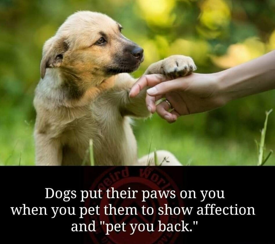Jw 3 1 le_ Jk Dogs put their paws on you when you pet them to show affection and pet you back h L