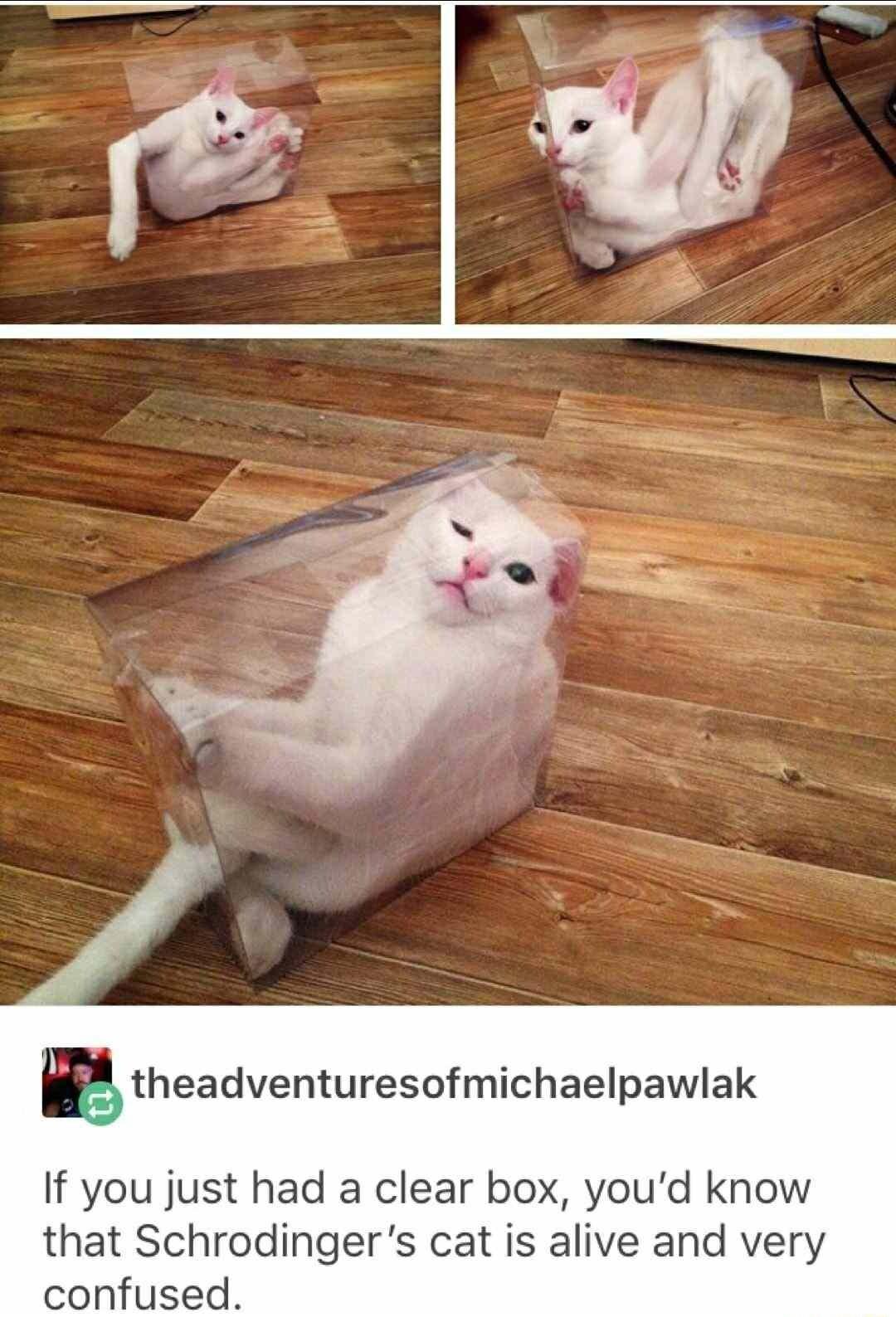 r theadventuresofmichaelpawlak If you just had a clear box youd know that Schrodingers cat is alive and very confused