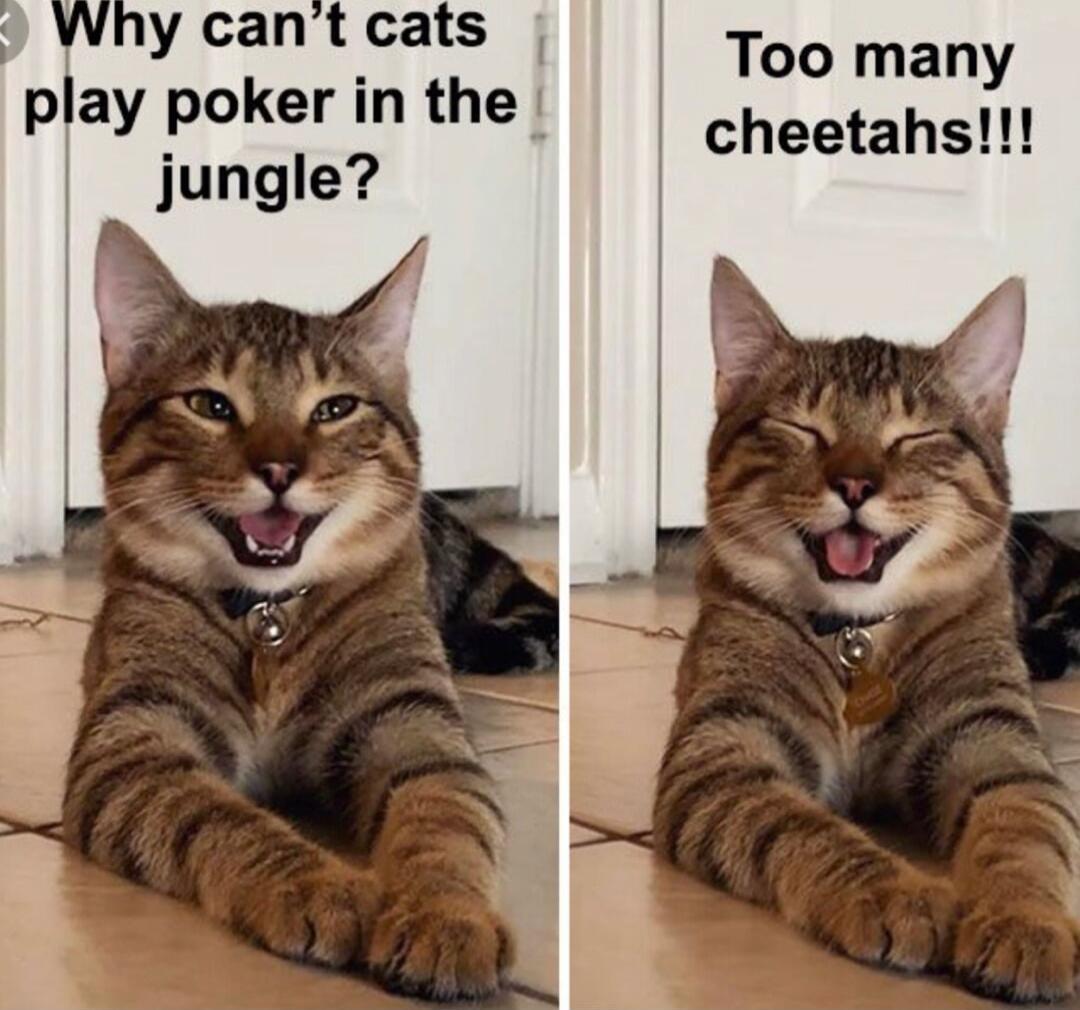Why can't cats play poker in the jungle?
Too many cheetahs!!!