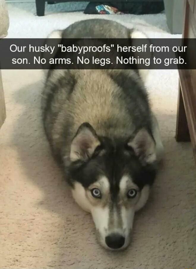 e Our husky babyproofs herself from our