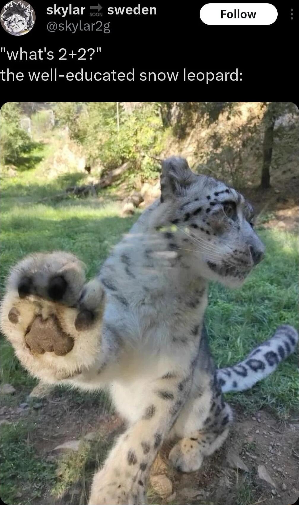 skylar sweden whats 22 the well educated snow leopard