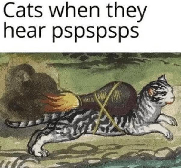 Cats when they hear pspspsps